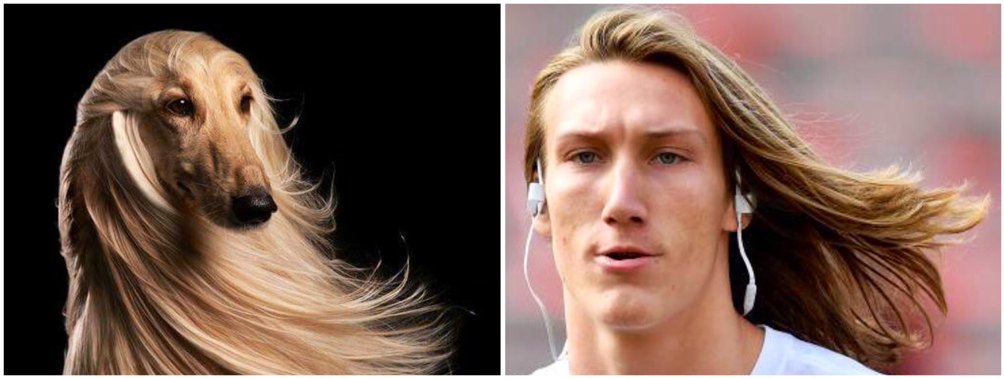 Not A Fan Of Blue On Twitter My Dog Thinks Trevor Lawrence Looks Like Https T Co Zh4xvkqnld Twitter