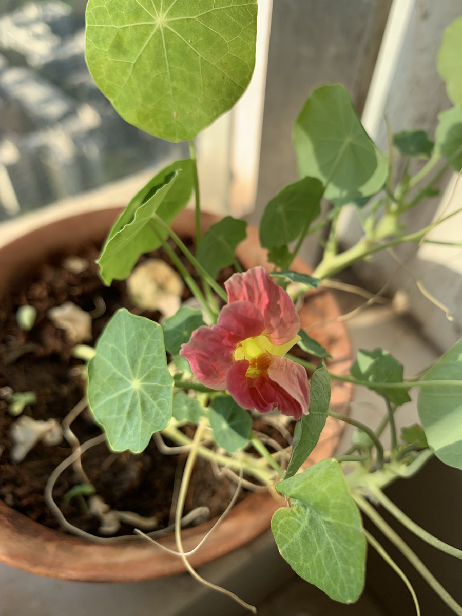 First nasturtium in my balcony! #nature #flowers