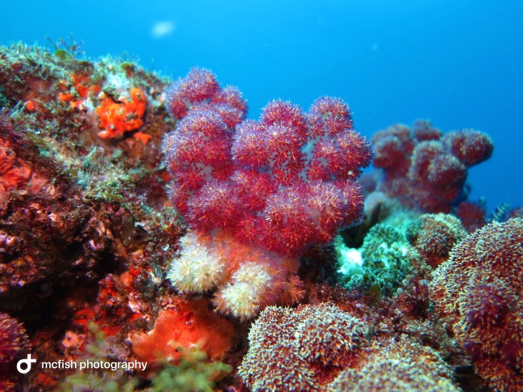 ScubaCoRSA's tweet photo. I love taking pictures underwater in stunning conditions.

Water temperature was 26!!!! (That’s not a typo)
Visibility was 20+
And there was a slight current.  
An epic day for diving on Aliwal Shoal.

#diving #aliwalshoal #happydivers #scubaco #scubadiverslife #uwphotography https://t.co/dkegKo8uH8
