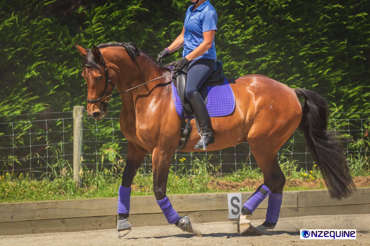ree_moss's tweet photo. Happy New Year everyone!! Starting the year off training with my favourite girl Hannah #matchymatchy #lemieux #247dressage #dreamingofgrandprix https://t.co/LDzk3afv8X