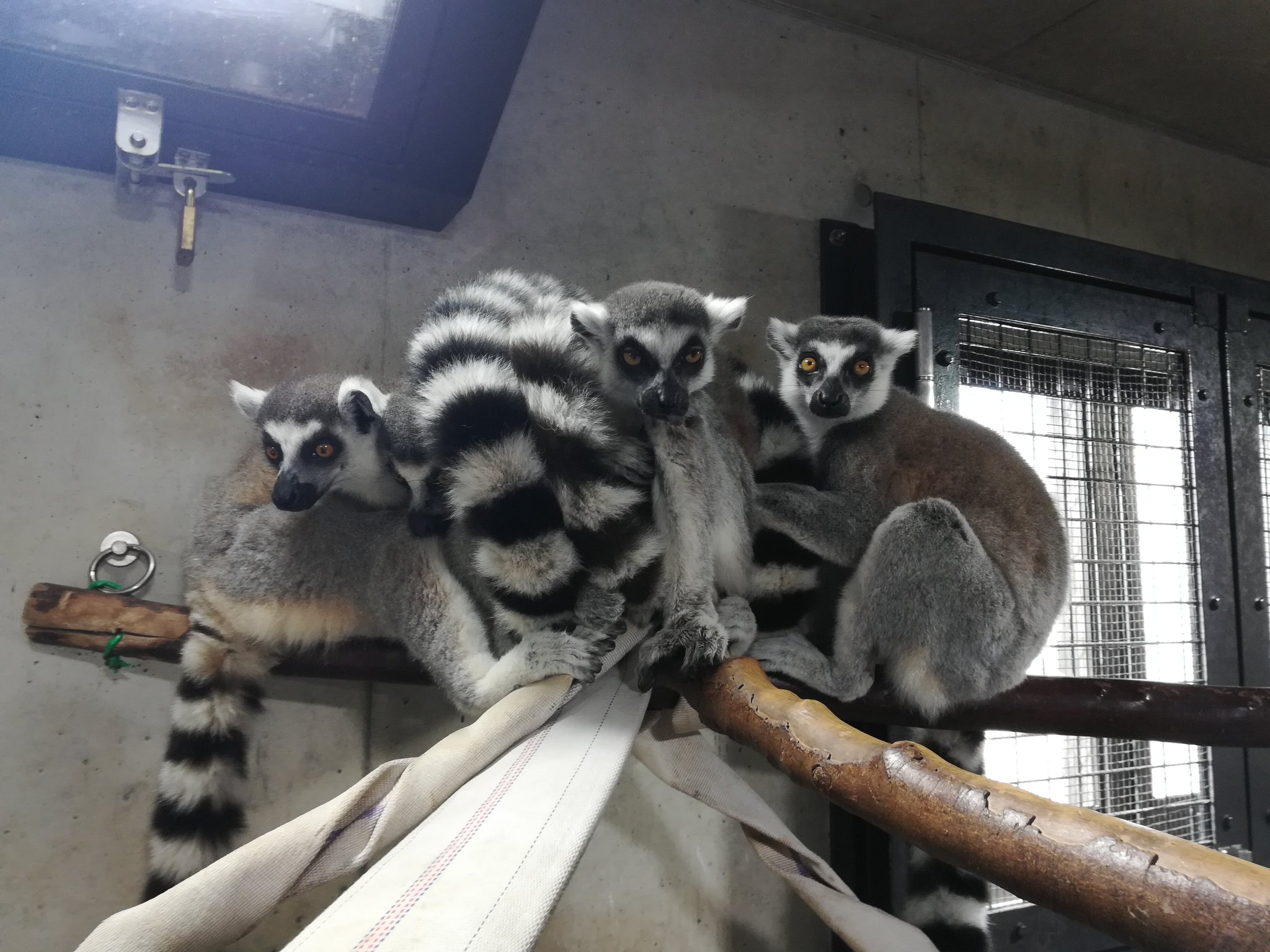 ときわ動物園 公式 本日の寝室でのワオ団子 何頭いるか知りたい時は しましましっぽの本数を数えてみるのがオススメ ときわ動物園 動物 ワオキツネザル 団子 T Co Ap4verg7uv Twitter