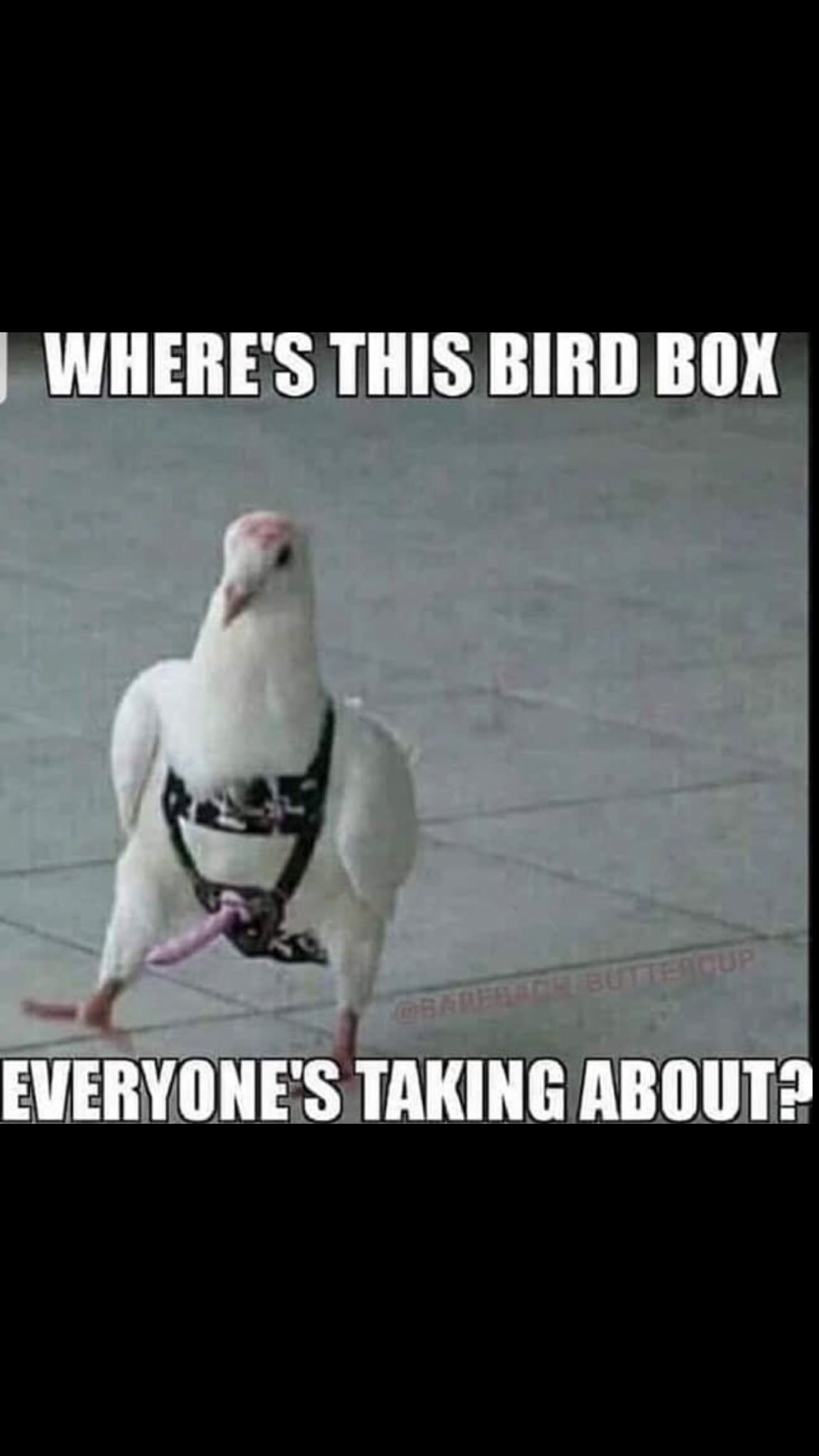 Funny Memes Auf Twitter Memes Jokes Funnymemes Humor Dirtymemes Cartoons Comedy Darkhumor Https T Co Ykjuopx8g4 Twitter