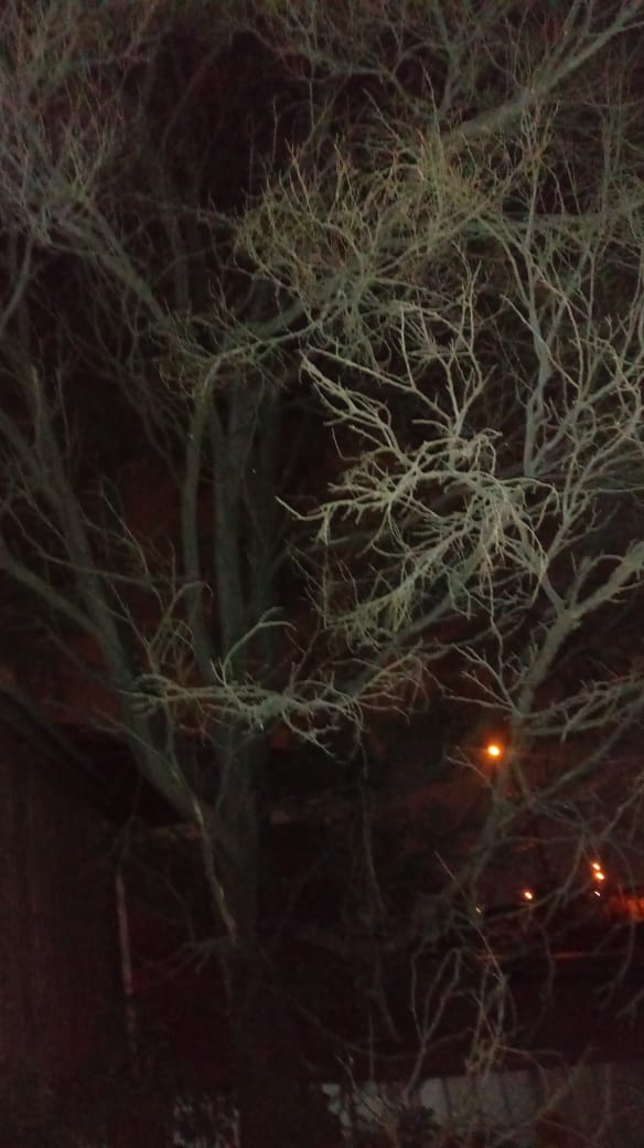 akillerzone's tweet image. #spookytree #horrorhouse #eviltree