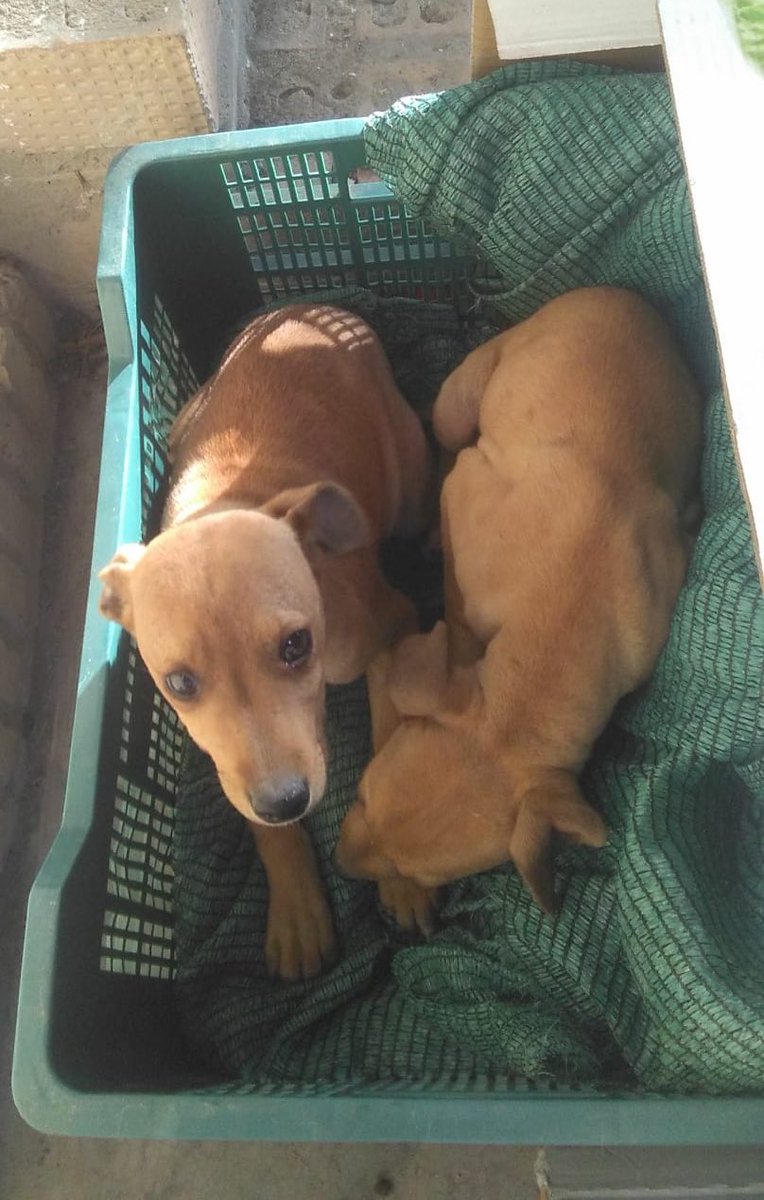 IbnCanales's tweet photo. Han abandonado a estos cachorros en el campo de un amigo y necesitan un hogar. La veterinaria le ha dicho que tienen aproximadamente 2 meses y que son “muy podencos”. Ayudadme a difundir por favor. ¡Muchas gracias de antemano! https://t.co/6UhkScgYWE