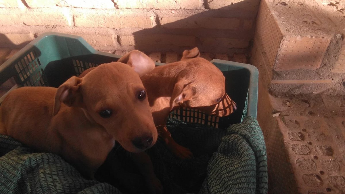 IbnCanales's tweet photo. Han abandonado a estos cachorros en el campo de un amigo y necesitan un hogar. La veterinaria le ha dicho que tienen aproximadamente 2 meses y que son “muy podencos”. Ayudadme a difundir por favor. ¡Muchas gracias de antemano! https://t.co/6UhkScgYWE