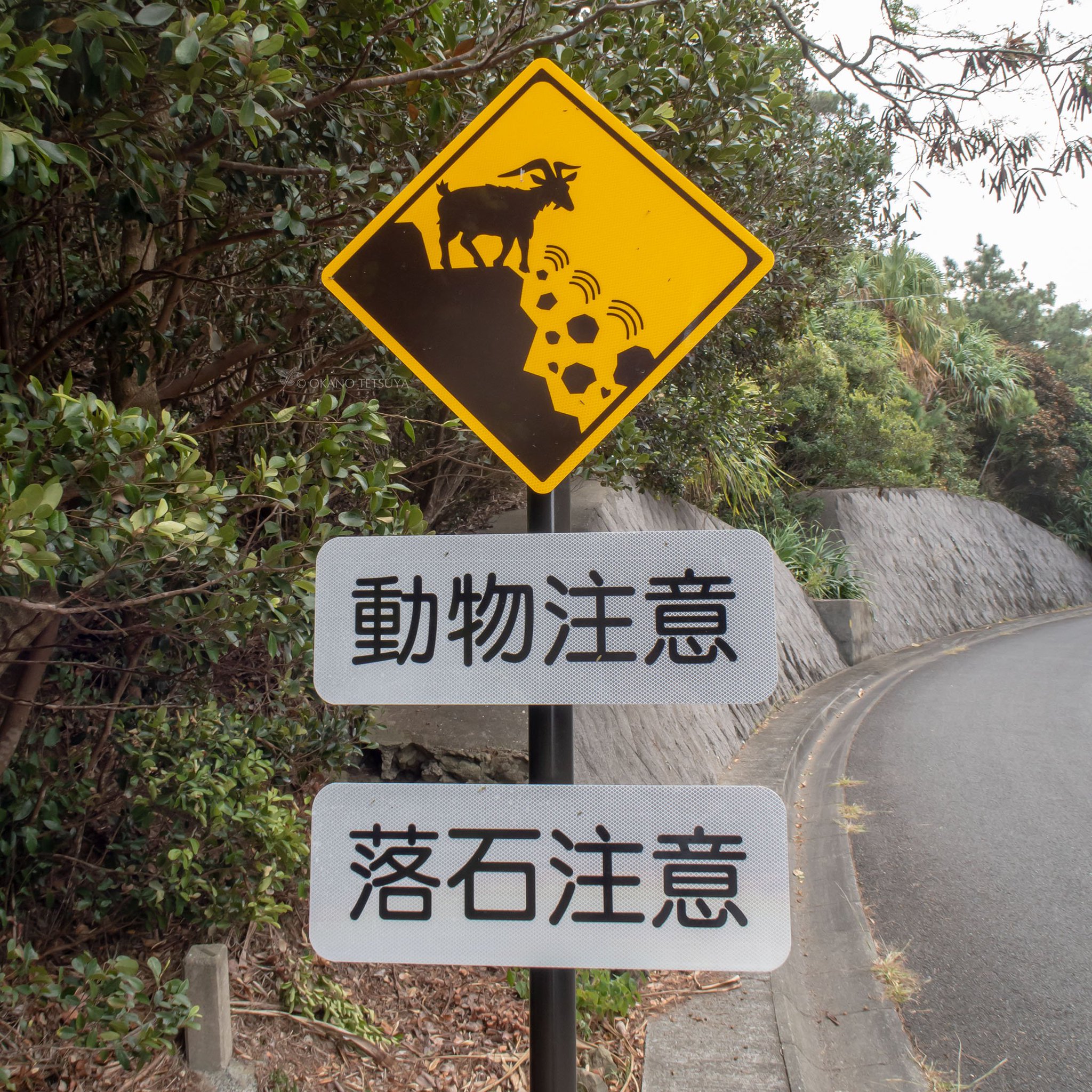 T Okano בטוויטר 小笠原には 動物注意 と 落石注意 のハイブリッド注意標識があります 父島の山間部ではノヤギが人めがけて石を落としてくるので要注意ですよ 汗 小笠原諸島 動物注意 交通標識 T Okano בטוויטר 小笠原には 動物注意 と 落石注意 のハイブリッド注意標識があります 父島の山間部ではノヤギが人めがけて石を落としてくるので要注意ですよ 汗 小笠原諸島 動物注意 交通標識