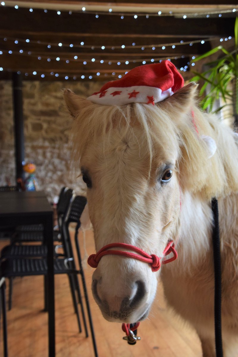 1001Ont's tweet photo. 19 décembre 2018 - Au centre thérapeutique "La Vieille Ferme" (#Esquibien #Audierne #médiationanimale #thérapie) Goûter de Noël pour des résidents de l'EHPAD "les Camélias " (Pont-l'Abbé 29) via l'Association "les 1001 Pattes ont du Cœur" https://t.co/cTPk3Y4Znu