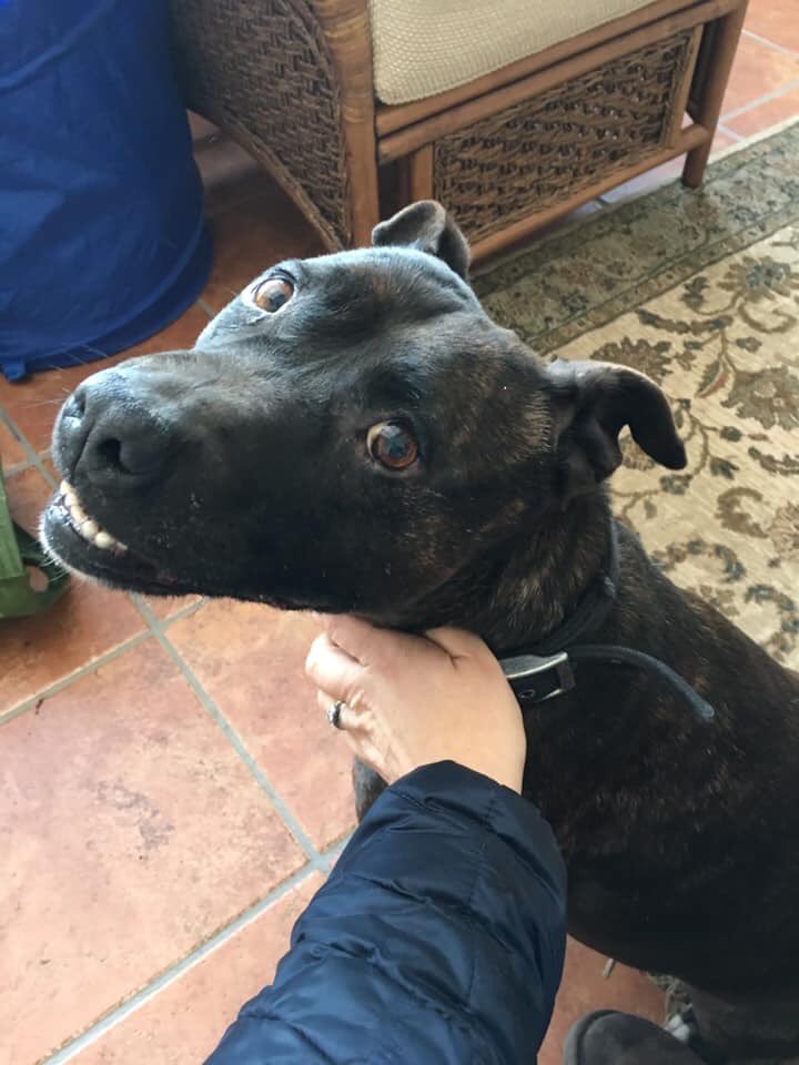 oldandfeelit's tweet photo. #FOUND Rossett Road Holt @wrexham anyone looking for this #dog? https://t.co/LnwdrKER8u