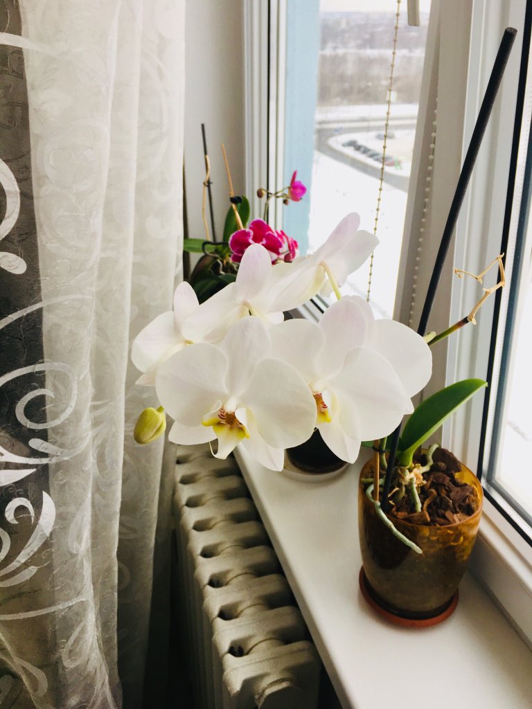 Впервые в жизни от моих ухаживаний что-то не то что НЕ ПОГИБЛО,а РАСЦВЕЛО!!!😍
