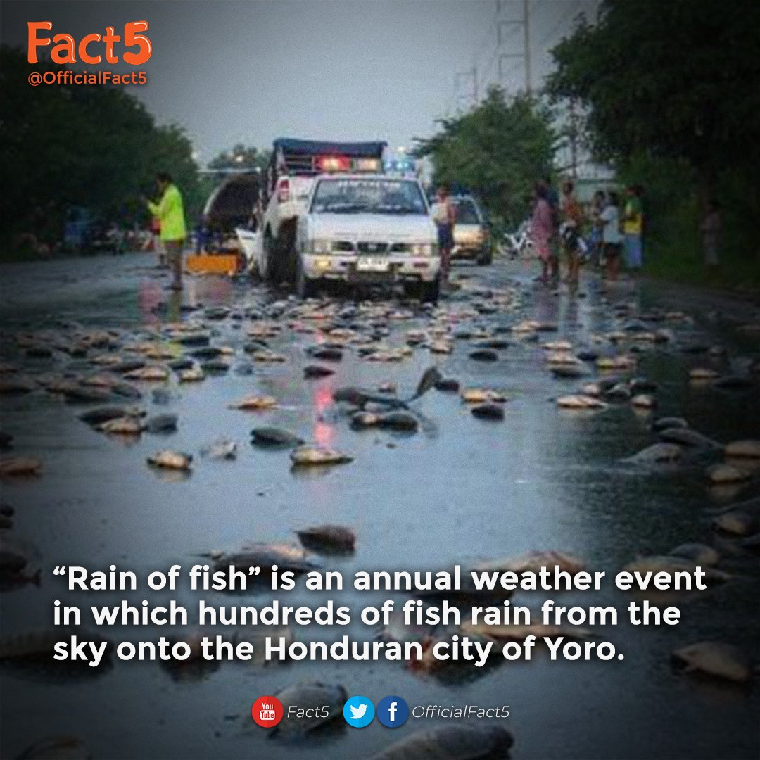 Fact5 on Twitter ""Rain of fish" is an annual weather event in which