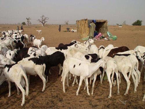 Proverbe ivoirien : "Les moutons se promènent ensemble, mais ils n'ont pas le même prix..."