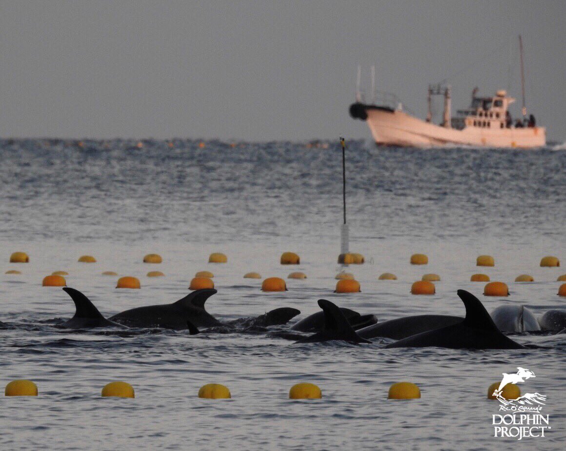 Taiji: Approximately 60 bottlenose dolphins have been driven into the Cove in the second hunt of today. Tomorrow the capture process will begin to supply the never ending demand by dolphinariums around the world. Jan. 8 2019 5:53 #dolphinproject