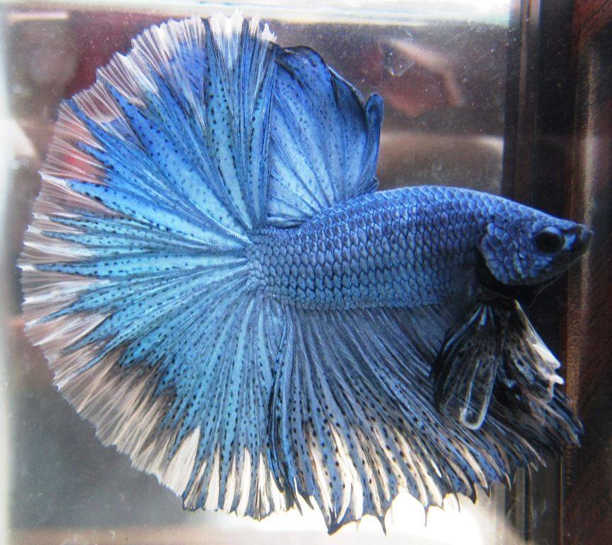 PetsZonia's tweet photo. @PetsZonia App (@Google Play Store) facilitates buyer &amp; sellers  globally for presenting their dream fish/pets from the comfort of their  home.#petszonia #betta #bettafish #unitedbettaworld #cupang #cupanghias #ikancupang #ikancupanghias #cupanghiasindonesia https://t.co/2znUu3YGNI