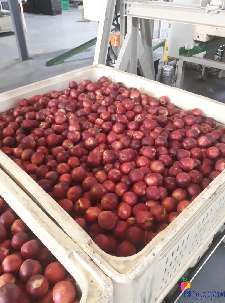 PSBProduccionV's tweet photo. On the southern hemisphere we are in the middle of the stone fruit season. Our partners in South Africa have started with the production of PSB varieties adapted to their climate and market, such as Gardeta, Luciana and Garcica. This country exports quite to Europe. https://t.co/AgezqTRrvA