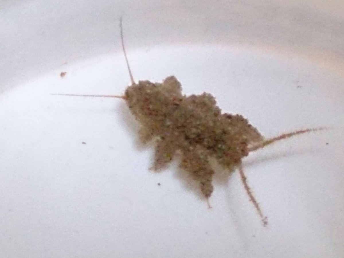 الوسم カワゲラ على تويتر