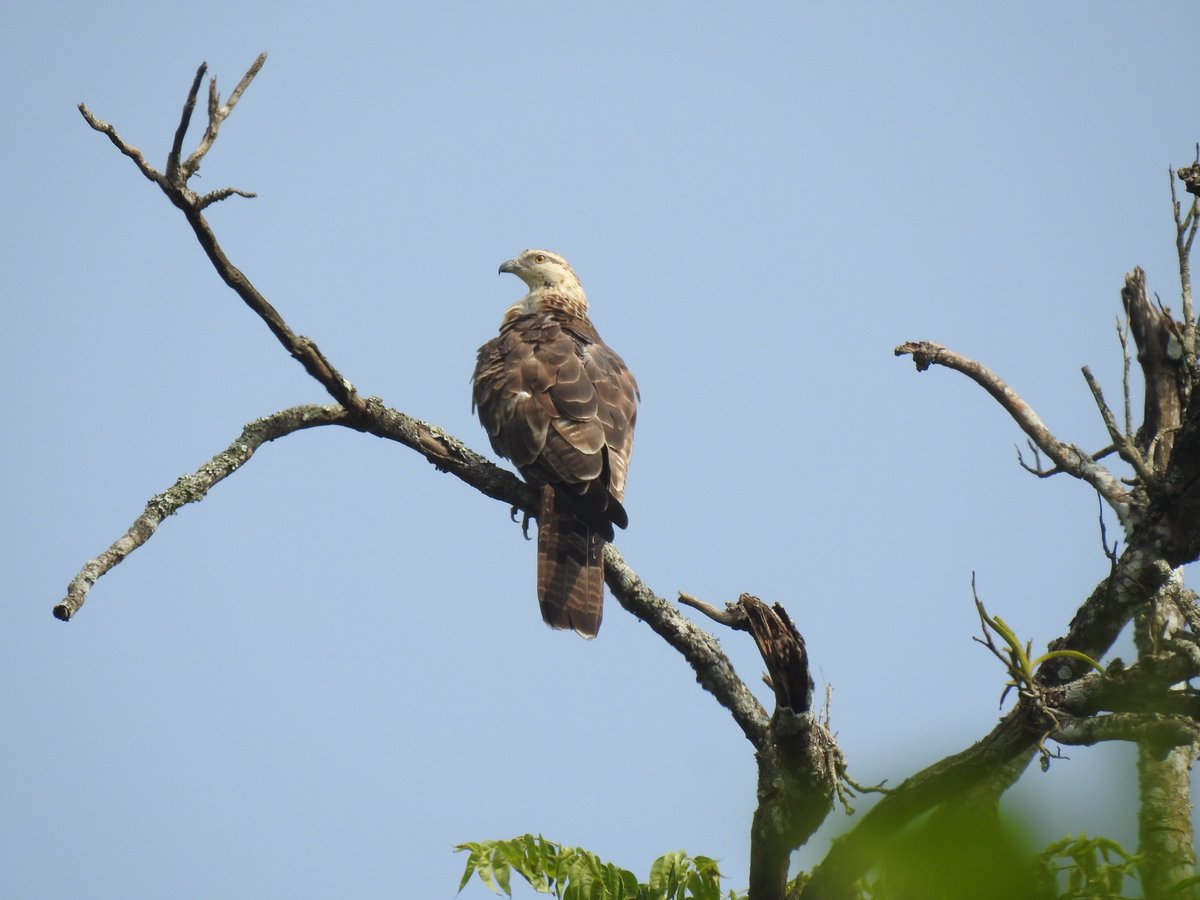 Birding !
With over 300 species of birds nested in the region, it is a heaven for wildlife enthusiasts , nature lovers and seasoned bird watchers.

Visit plantationtrails.net

PC - Uday Naik (Naturalist)