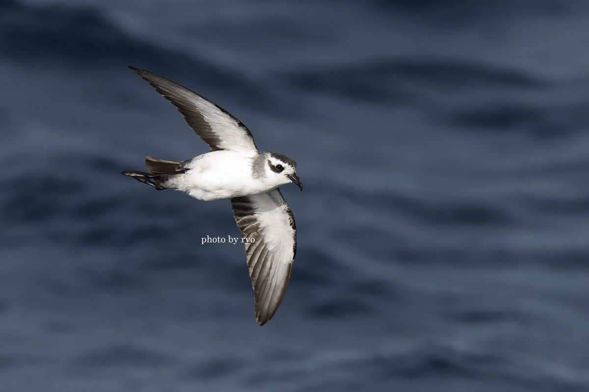 White-faced Storm-petrel／カオジロウミツバメ
今年は北大西洋でも見たい～