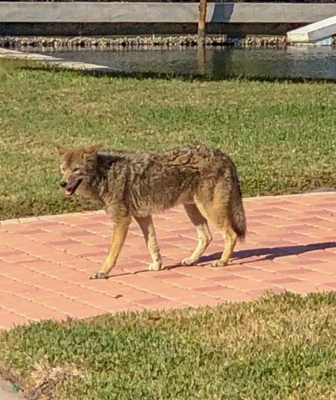 ami_islander's tweet photo. A coyote saunters along Marina Drive near Key Royale Drive in Holmes Beach Dec. 30, 2018. Coyotes usually are active at night, but daytime sightings on the island have become more common since summer 2018. Islander Photo: Courtesy Rick Scherrer #Coyotes #AMINews https://t.co/b2j5g6CoDV
