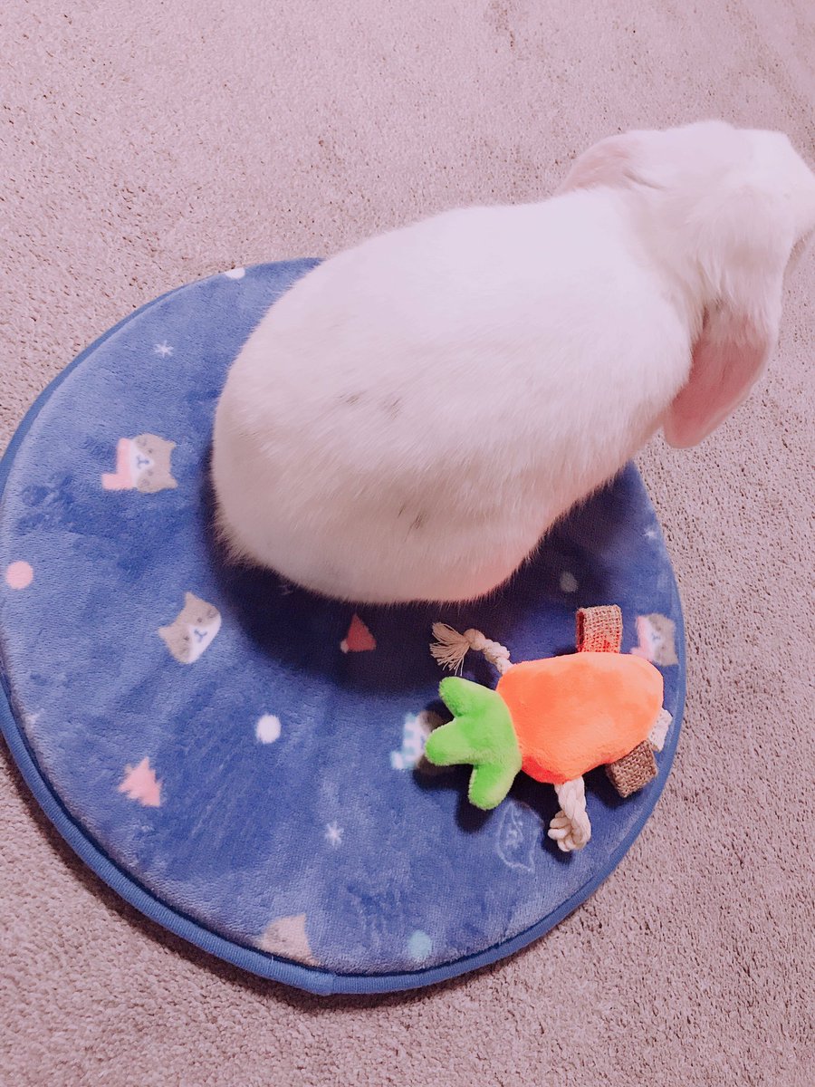 さや 福袋に入ってたにんじんのおもちゃ うさぎ用 と猫柄のクッション 人間用 がお気に召したみたいでございます