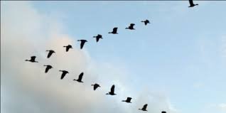 adhoclanguage tweet picture