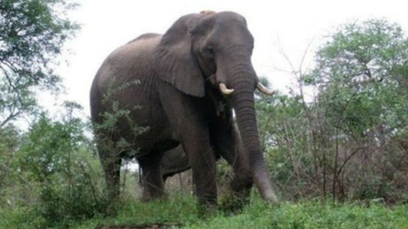 Aplastado por un elefante al que trataba de hipnotizar | orgullodeser.com/friki/aplastad… 🐘
