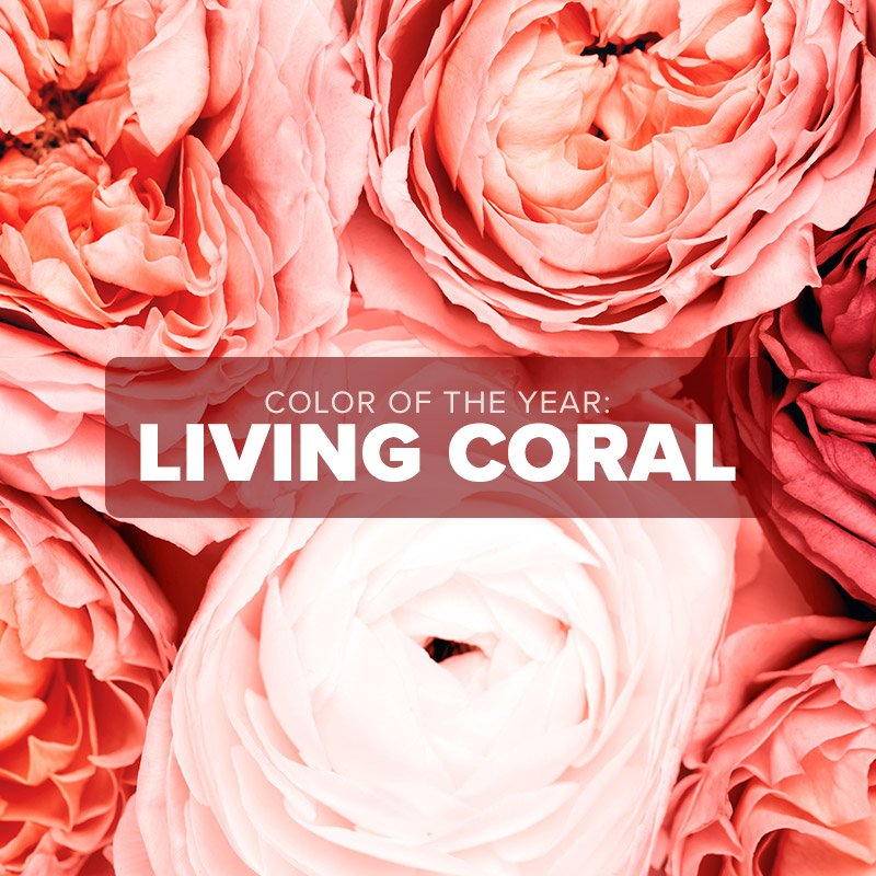 citylineflorist's tweet photo. Live your best 2019 through Living Coral, Pantone’s Color of the Year. Fresh flowers are your entrée into this vibrant, modern palette that will set the tone for the next year. Learn more on our latest blog: https://t.co/tLOgTjRpPQ! 💕🧡🌸 https://t.co/gyi2HoLFDQ