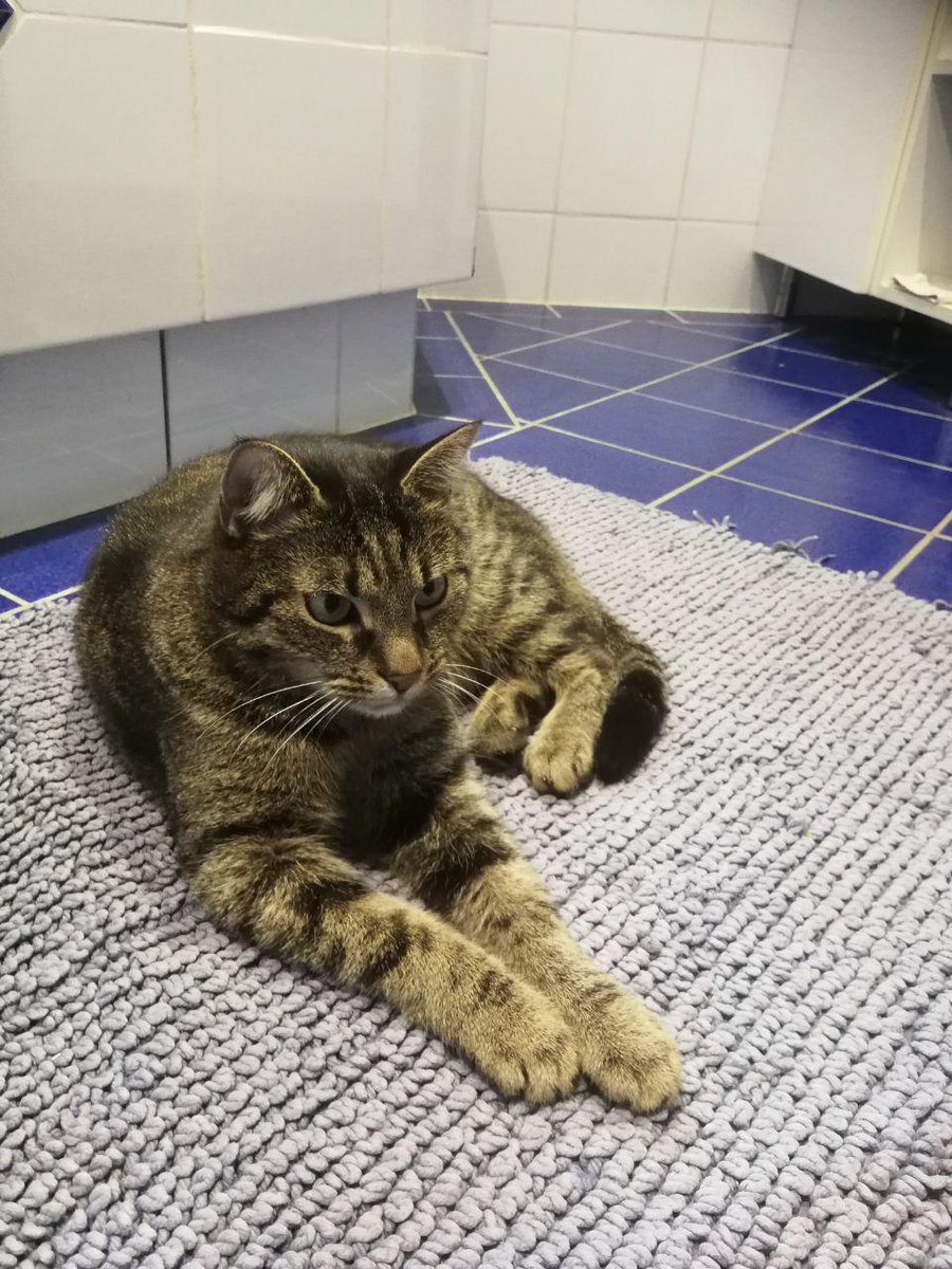 lieber @groenemeyer, der <a href="/HerrVanBohm/">Schmiddi-Cringe-Kofferraum</a> und ich würden dir gerne unseren kater viktor vermachen, weil wir glauben, dass du die perfekte bezugsperson für den kuscheligen schmuseboy wärst. wir suchen ein besonders liebevolles zuhause mit freilauf.