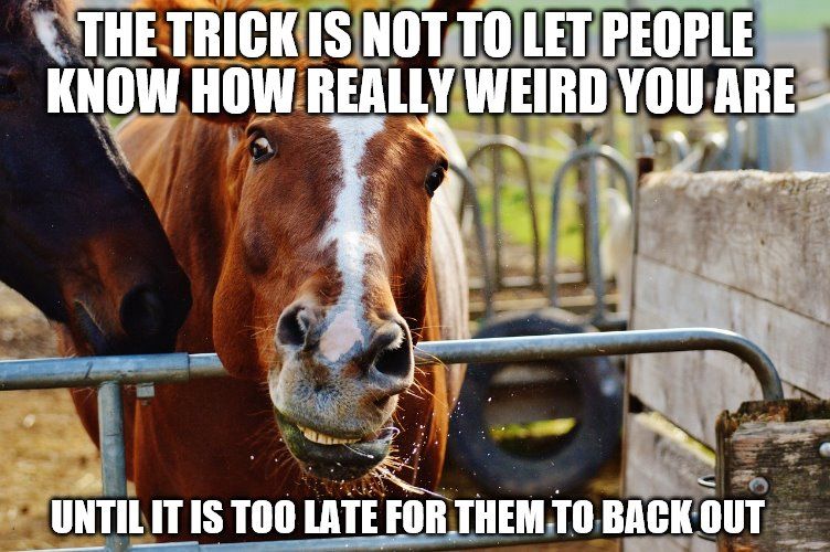 mysafehorse's tweet photo. #FunnyHorseMeme #HorseLove #SillyHorse https://t.co/0jDq3nob0l