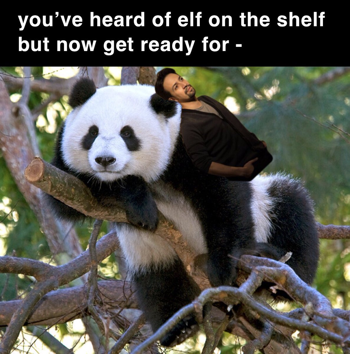 tragicallyjulie's tweet photo. i’m proud that i made this. @Lin_Manuel #linmanuelmiranda #hamilton #panda #memes #musicalmemes #musical https://t.co/irdrzMGdW6