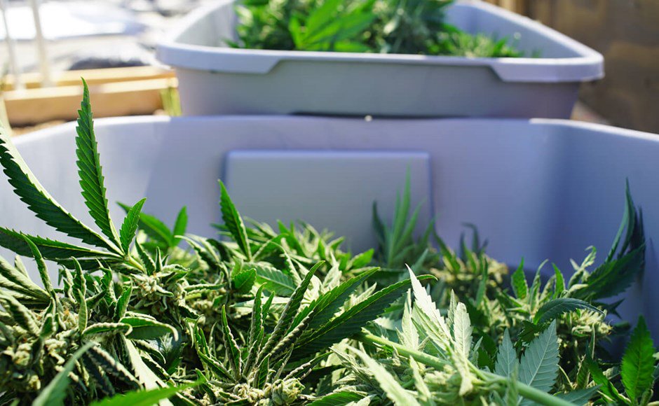 AceTheGrow tweet media