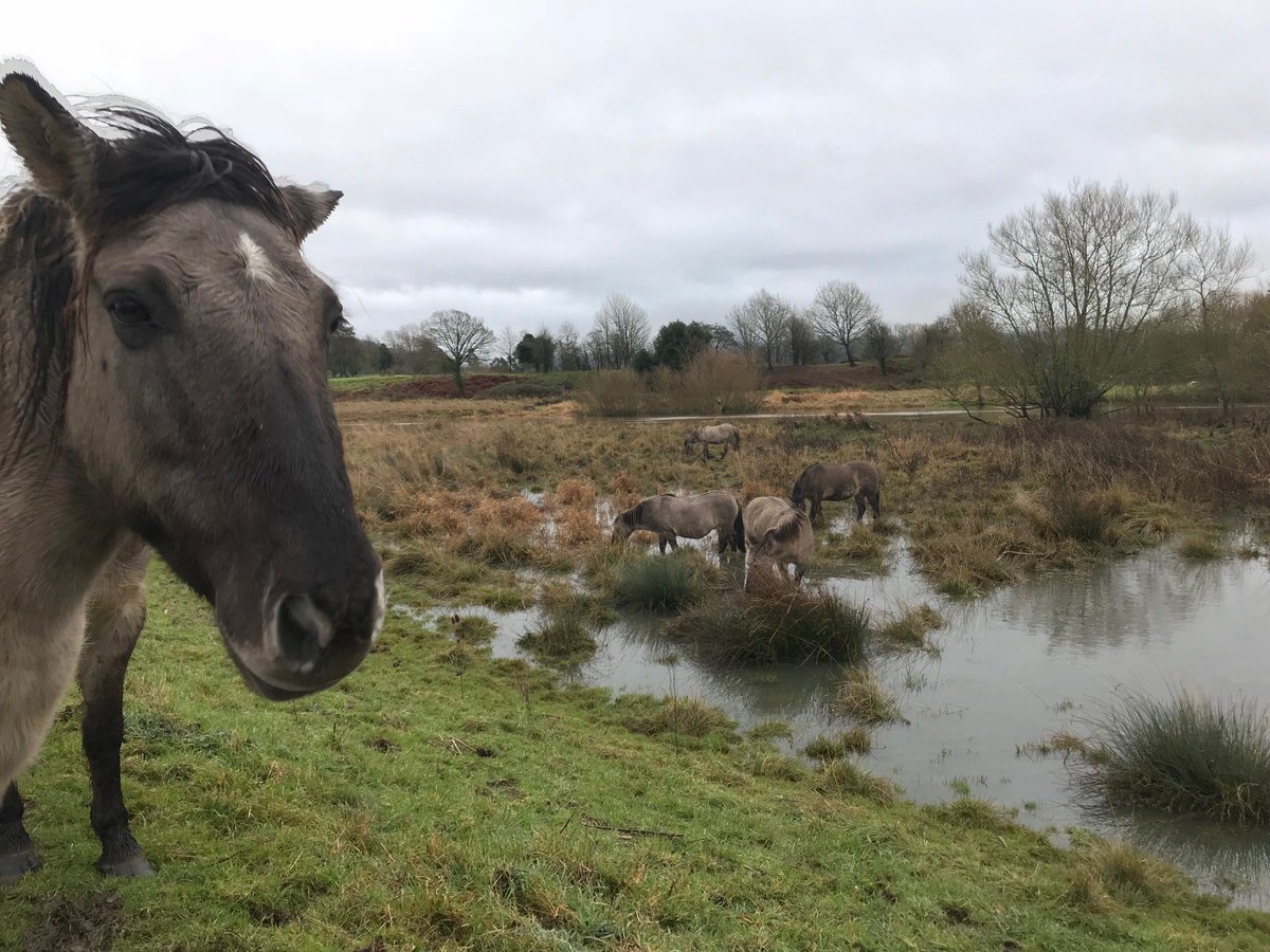 Our Konik Ponies enjoying the water at Waltham Brooks. #Pulbrorough