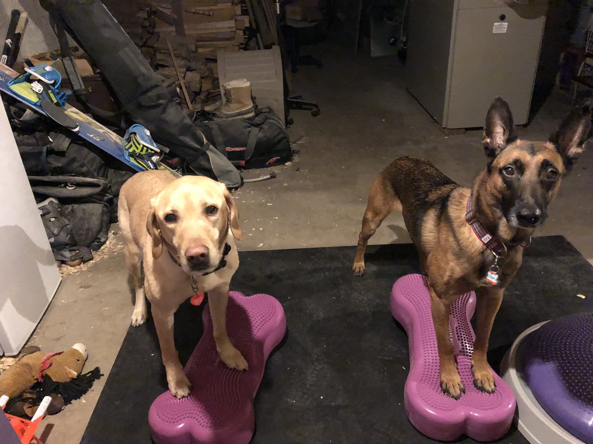 leapingmaise's tweet photo. Scout and I are working out so I can get back to full strength! @DockDogsINC here we come! #bluedockdogs #bluebuffalo #coolaidrecovery https://t.co/5Z7LF3wBxO