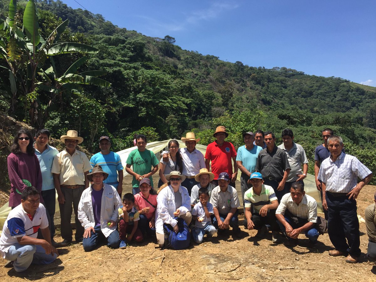 Three of our #Wofford #Spanish majors are in Cocochó, Peru to offer a “mini-academia de inglés” at invitation of #ANACCAFE producers’ #cooperative. There are 204 children pre-registered! Photo here of co-op members on one of founders’ plots, w ⁦<a href="/LittleRvrCoffee/">LittleRiverRoasting</a>⁩, in 2017