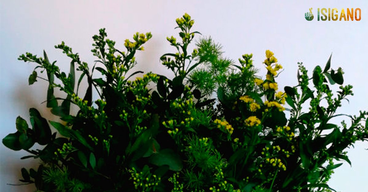 isigano.com/sorteos/verde-…
Gana un ramo o centro de #flores a domicilio y da a quien tú quieras una preciosa sorpresa. Te lo regala #VerdeConMatices en este #sorteo ¡Participa!

#Madrid #floristería #Isigano #sorteos #gratis #LocalLovers #ocio #comerciolocal