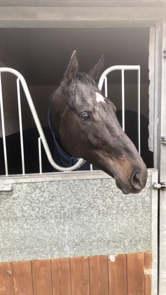 msleighpollard's tweet photo. Johnny Ocean, faller in the first at @BangorRaces is fine and back in the stables. Jockey David Bass is also fine. @kimbaileyracing @NichollsMat #justwinded https://t.co/vdTHebQ6aH