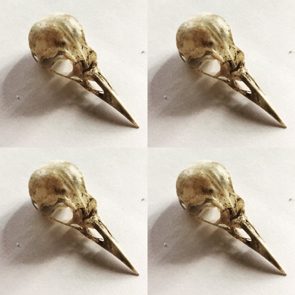 scaredypantz's tweet photo. Working on new designs with this pic we took of a bird’s skull we found. So beautiful &amp; delicate. Amazing it was intact. https://t.co/RxOPGWEh1o