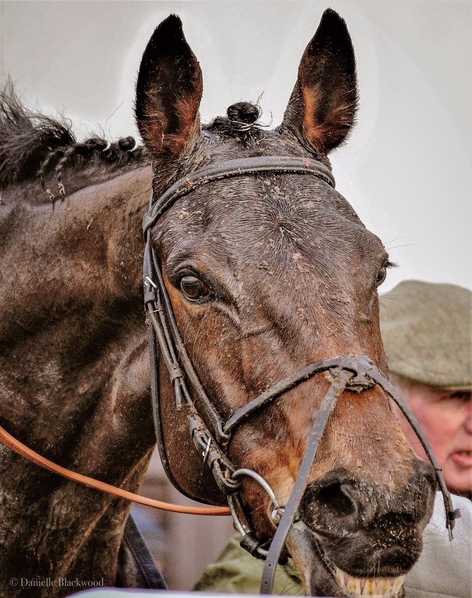 IndianaPhotogr2's tweet photo. Happy muddy horse @HexhamRaces #hexhamraces #racehorse #mud https://t.co/RCz80FCeI6