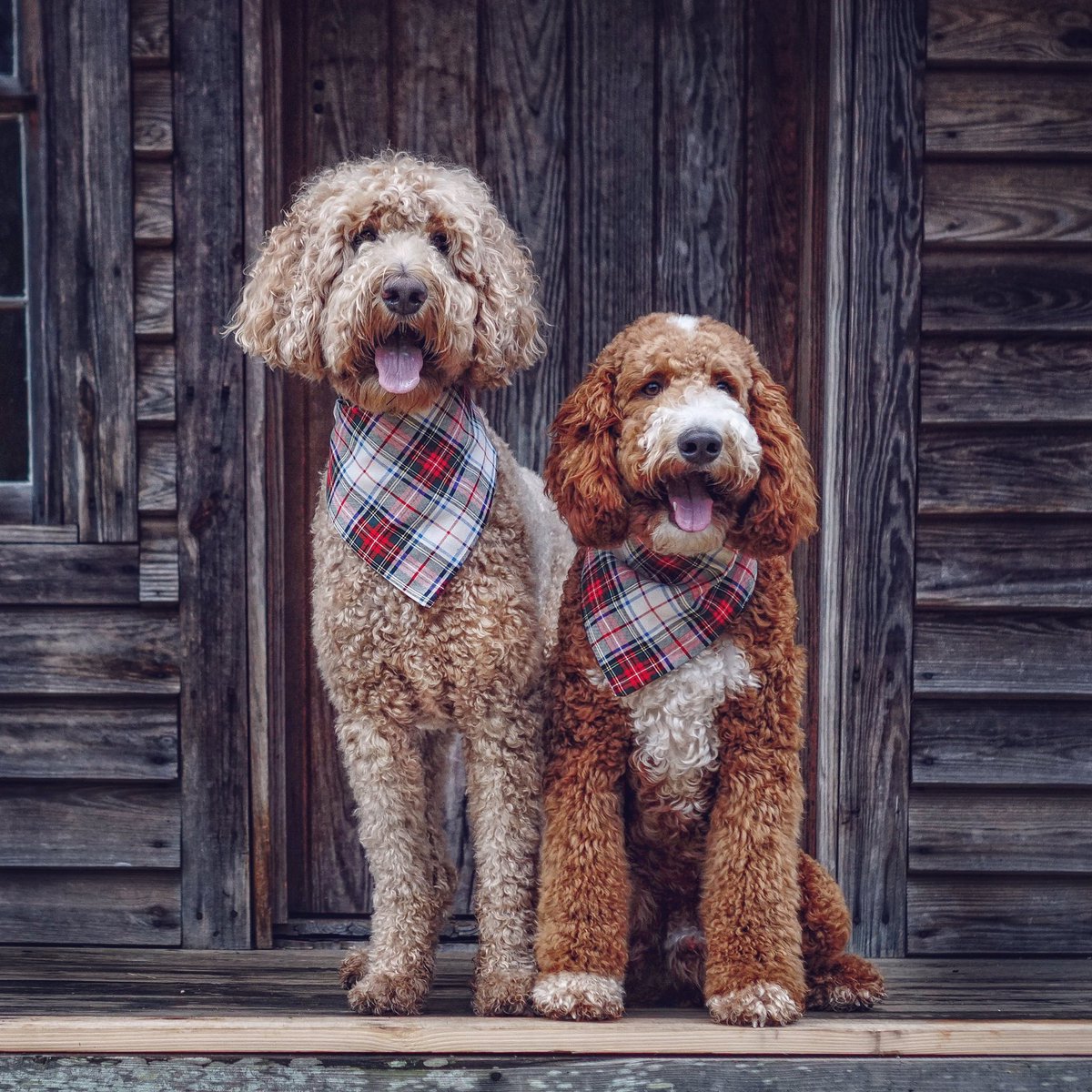 Two is greater than one. 

#dogs #goldendoodle #puppies #cutedogs #indythegoldendoodle

@Petco 
@CountryLiving 
@dogs 
@Chewy 
@Benebone 
@Adorably 
@TheEllenShow 
@PetSmart