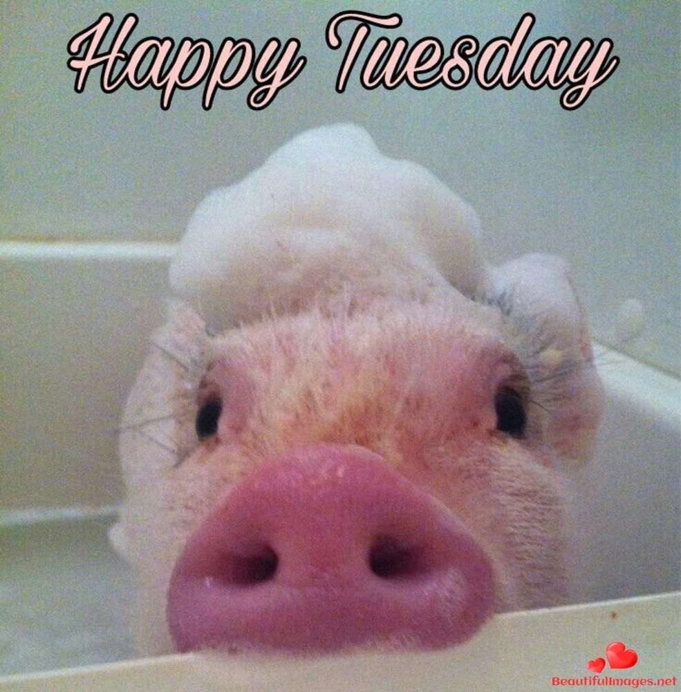 Happy Tuesday why don't you trot on down to tredgett barbers and treat yourself to a hair cut after all you deserve it as you survived Monday go on do it. Your a hair cut away to having a better Tuesday. #barber #hair #haircut #TuesdayMotivation #men #enterpriseshoppingcentre