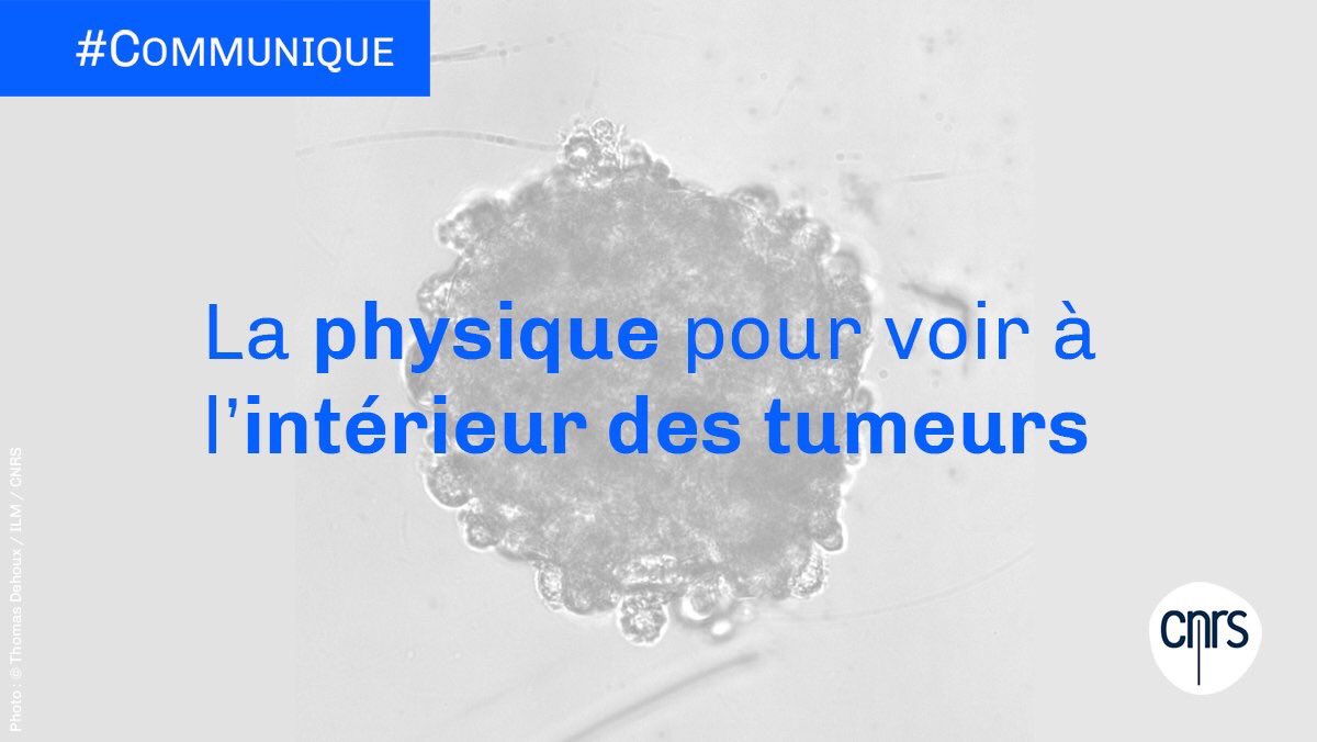 CNRS's tweet photo. #Communiqué 🗞️ | Une équipe de chercheurs a démontré le potentiel, pour  la #cancérologie, d’une technique d’imagerie uniquement basée sur les propriétés physiques des #tumeurs.

➡️ https://t.co/4I43GnPa09

📒 @PhysRevLett | https://t.co/OwGAKfyvbQ https://t.co/cG4zhGkb3v
