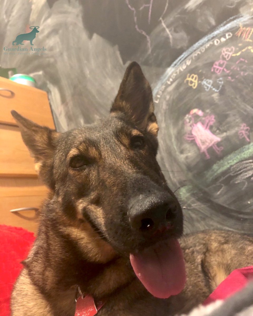 MediServiceDogs's tweet photo. It's our favorite day of the week #TongueOutTuesday!!😛
Super #ServiceDog, Spree kicks things off with a sweet smile and an awesome Tongue Out shot!💙🐾
#Love #Family #GSD #ServiceDogs https://t.co/6hRDo4qKRZ