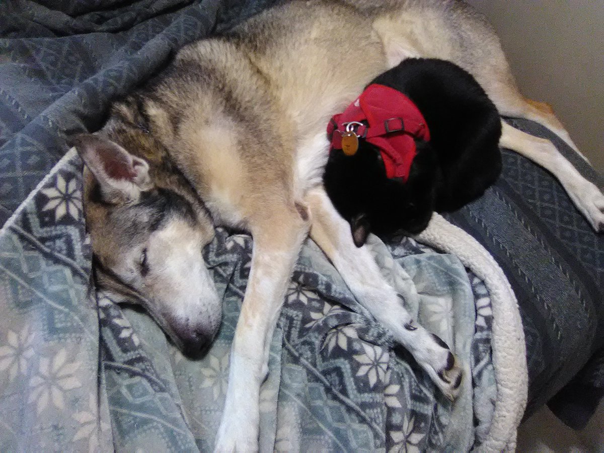 mostlylost_rv's tweet image. Miss Boo really appreciates the portable Husky heater we carry!