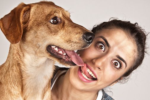 Собака облизывает девушку. Собака облизывает ребенка. Собака облизывает девочку. Собачий поцелуй. Собака ласкается.