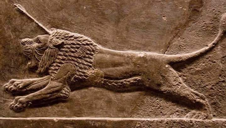 IQ_Mesopotamia's tweet image. الاسد في الحضارة العراقية القديمة
 The Lion in the Iraqi civilization