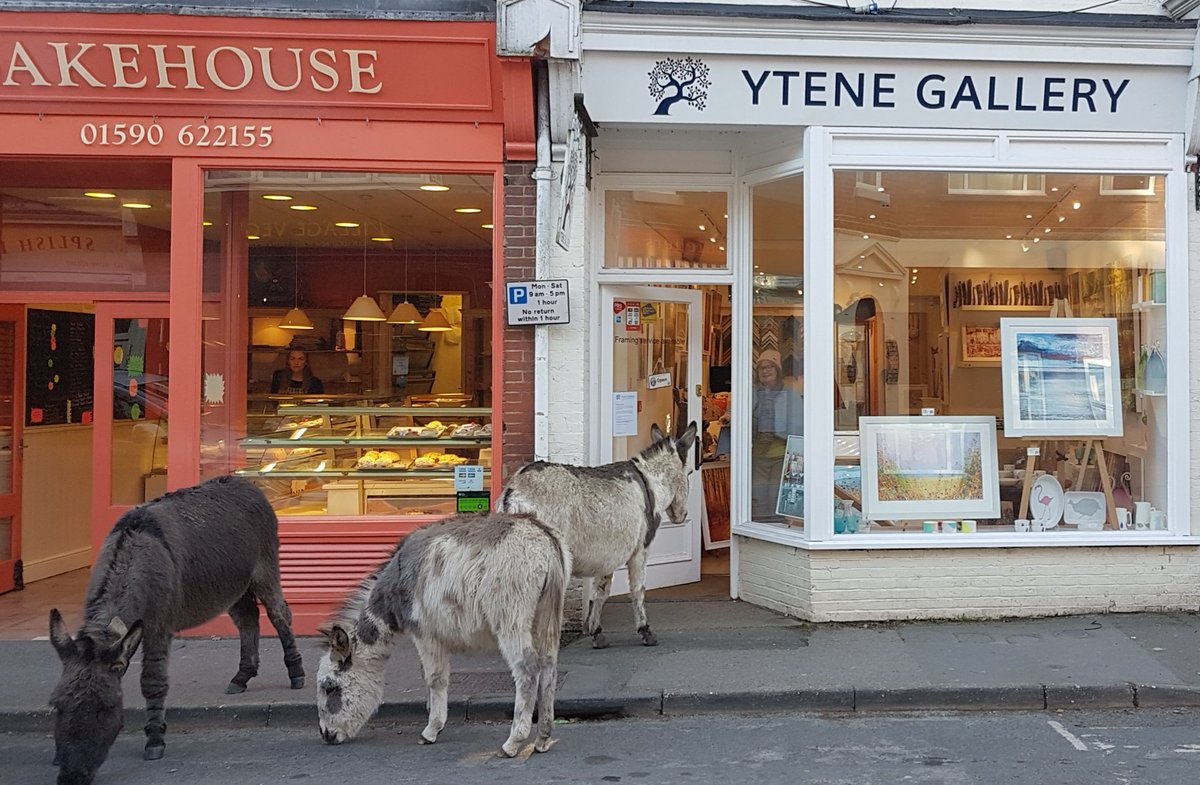 Words got out about the beautiful things we have on offer in January! #NewForest #brockenhurst #donkeys