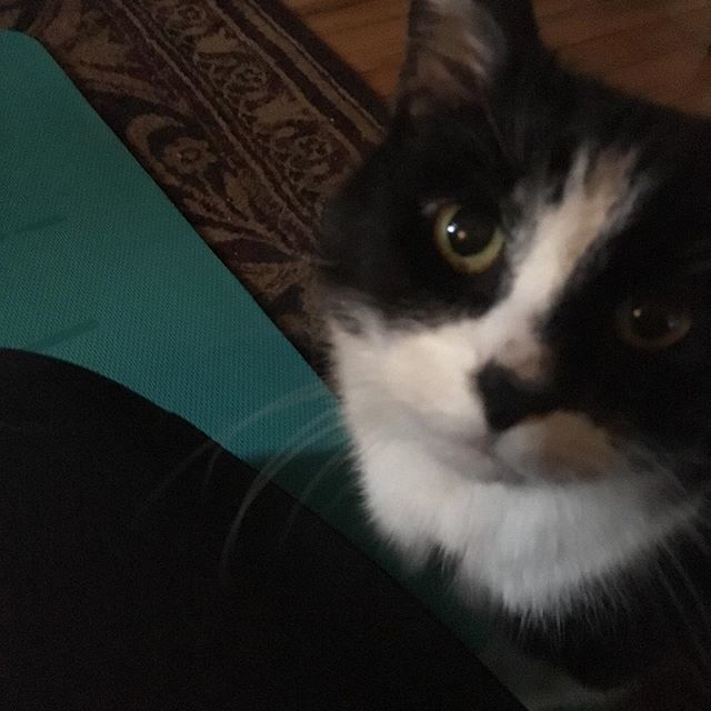 mcmarvelous's tweet image. These days all my yoga is #catyoga.  #yogacat #presentnotperfect #everbetterchallenge #littleatatime #littlebylittle #practice #breathe bit.ly/2AzApau