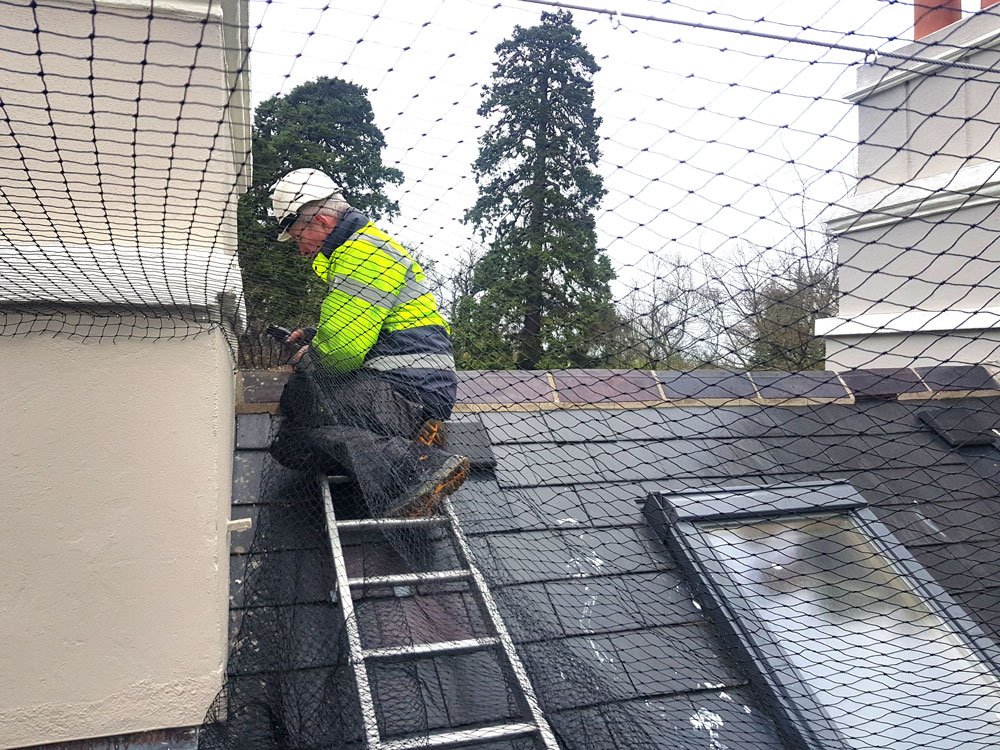 birdnettingIE's tweet photo. Crew working on another great #Birdnetting job in Wicklow. Netting to prevent #seagulls nesting in valley's also helps to stop leaves etc blocking water outlets #sistercompany #modernflyscreens https://t.co/2yzagKrk8F