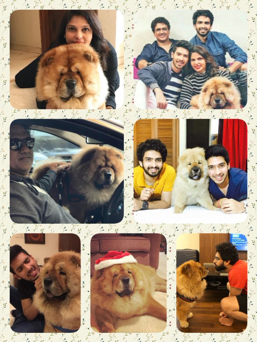 A very happy birthday to you dear @iamhandsome08 
Love you dear #chowchow 
#4YearsOfHandsomeness
@daboomalik #TheBestDad
@jyothimalik #TheBestMom
@ArmaanMalik22 and @AmaalMallik #TheBestBrothers
♡♡♡♡♡♡♡♡♡♡♡♡♡♡♡♡♡♡