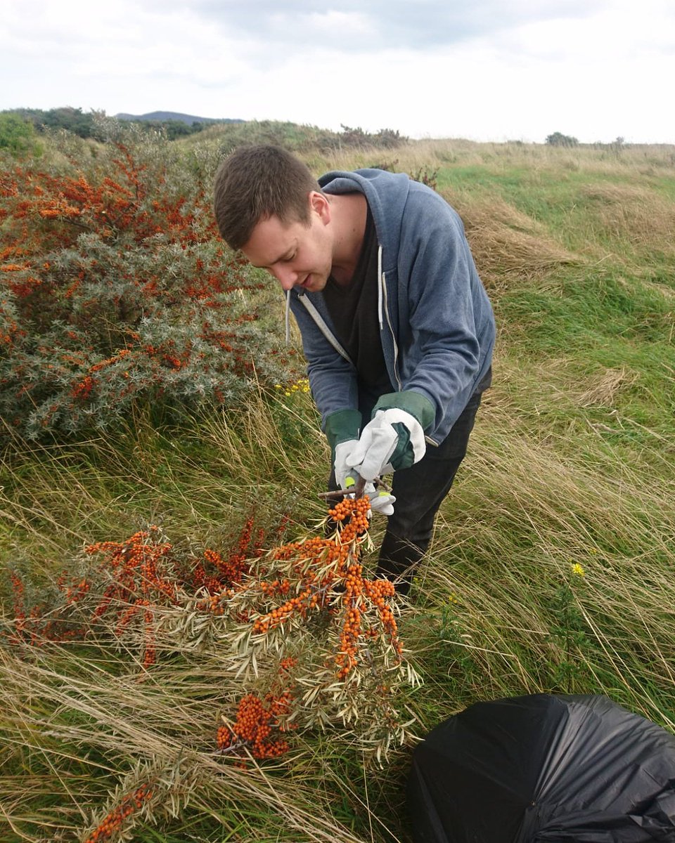 Foraging on Bull Island in Dublin for Sea Buckthorn for our Old Tom #gin. The bushes are viciously spiky.