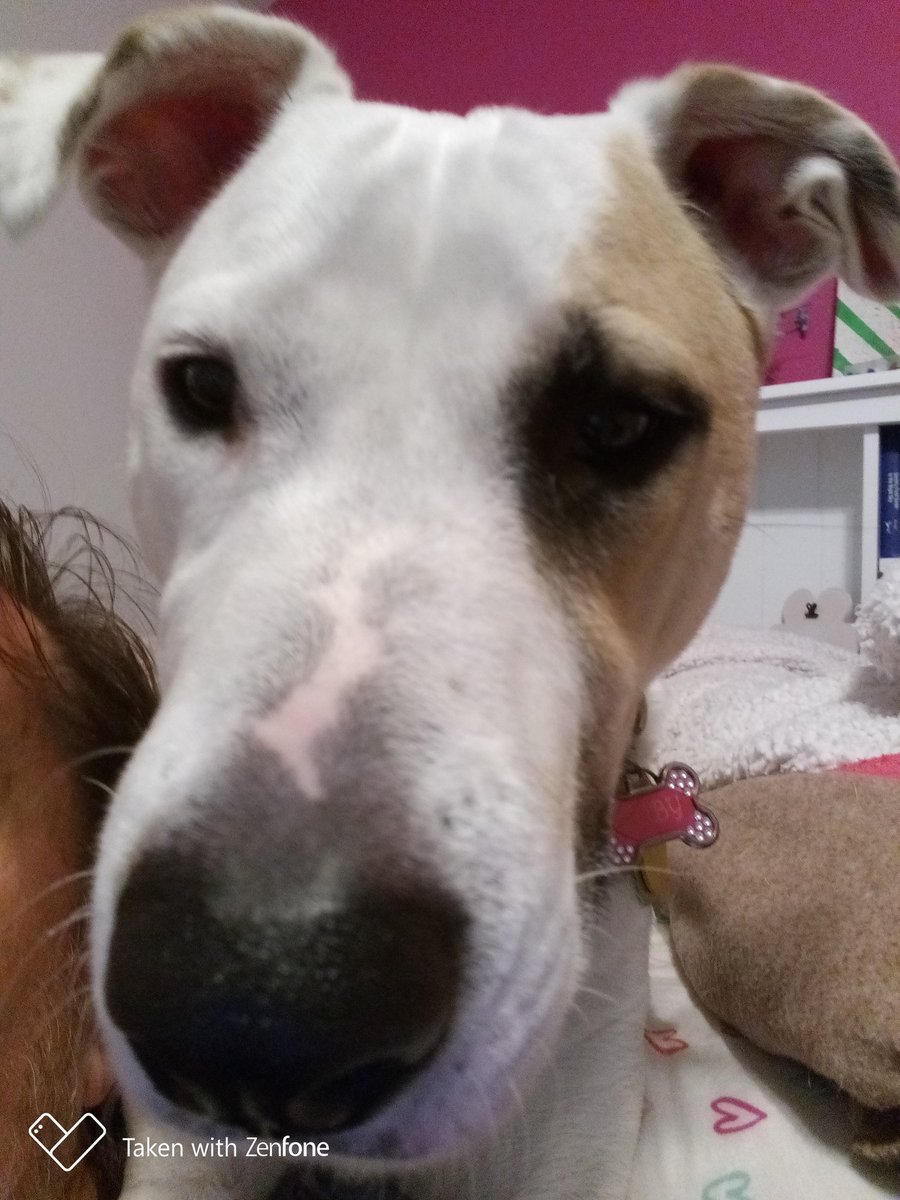 RubyDawgOffcial's tweet photo. Hu-dad @RustyIvey was sitting ryt necks tu da bed n a blak shurt so had tah stik mah noze n n see watsup! Jus chilln wit mah famlee!
Watchu doin?
#dogsoftwitter #Dogcelebration #RubyDawg #RustyIvey #DogsAreLove #DogsAreFamily #NoseBoop #DFWDog #Dawg https://t.co/G3ZoOPiLTe